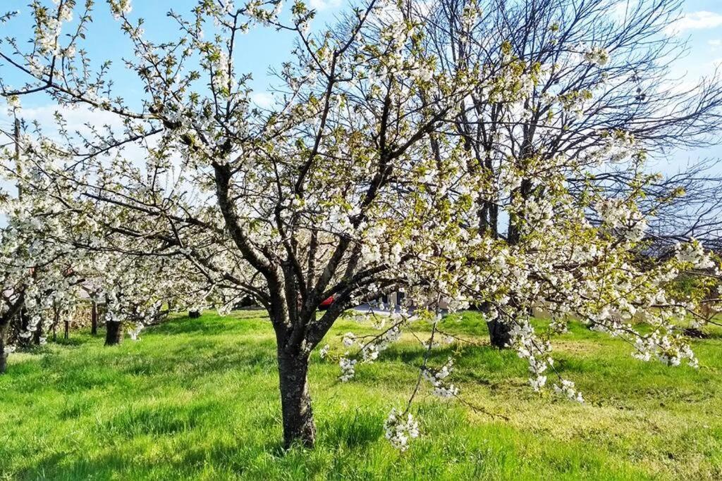 A Tintureira Villa São Martinho de Antas Dış mekan fotoğraf